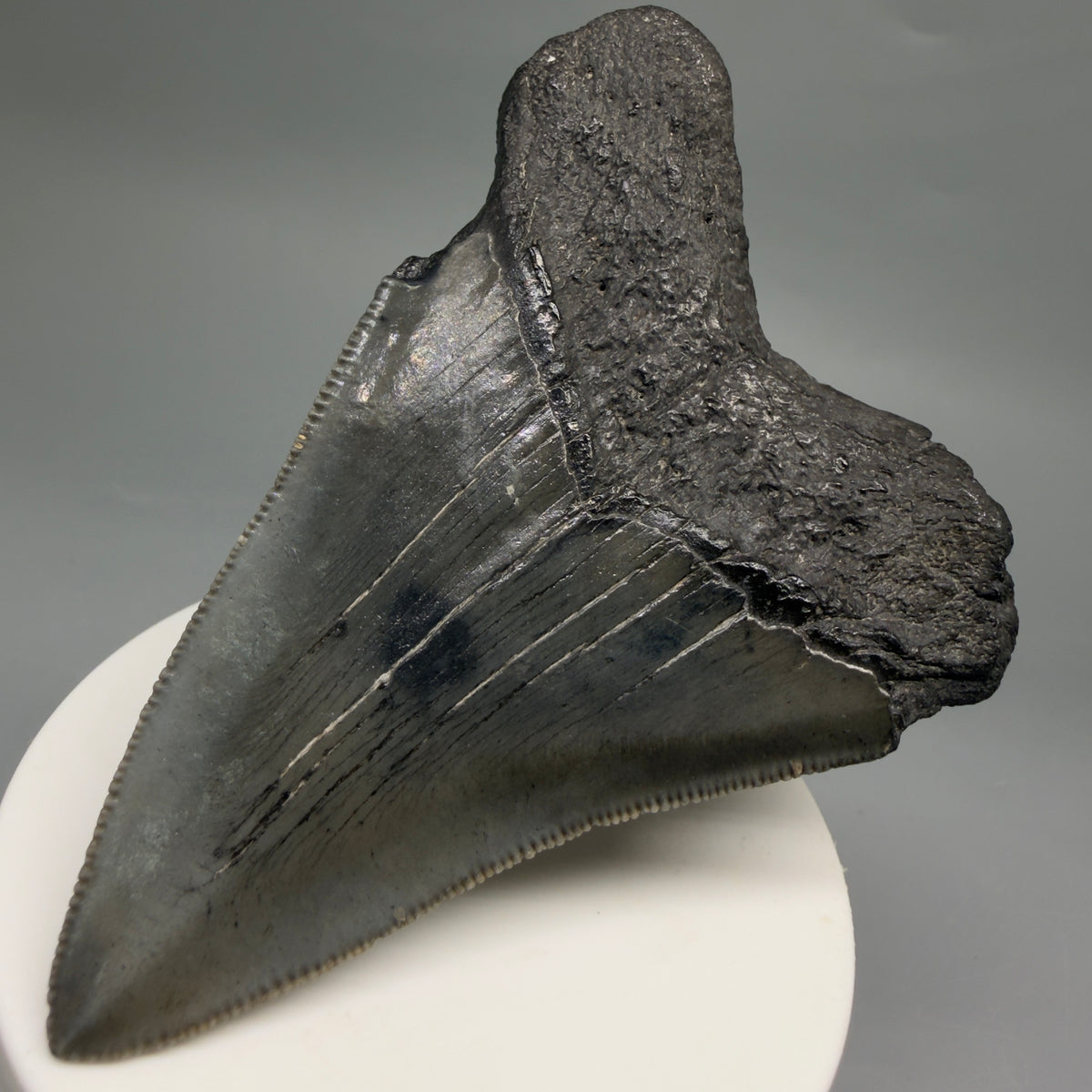 Back right View Colorful 3.54" Fossil Megalodon Tooth from South Carolina megalodonteeth.com CM6562