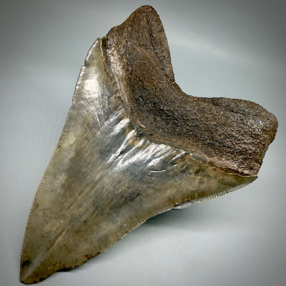 Back right View Colorful, sharply serrated 5.35" Fossil Megalodon Tooth from Georgia, USA megalodonteeth.com CM6708