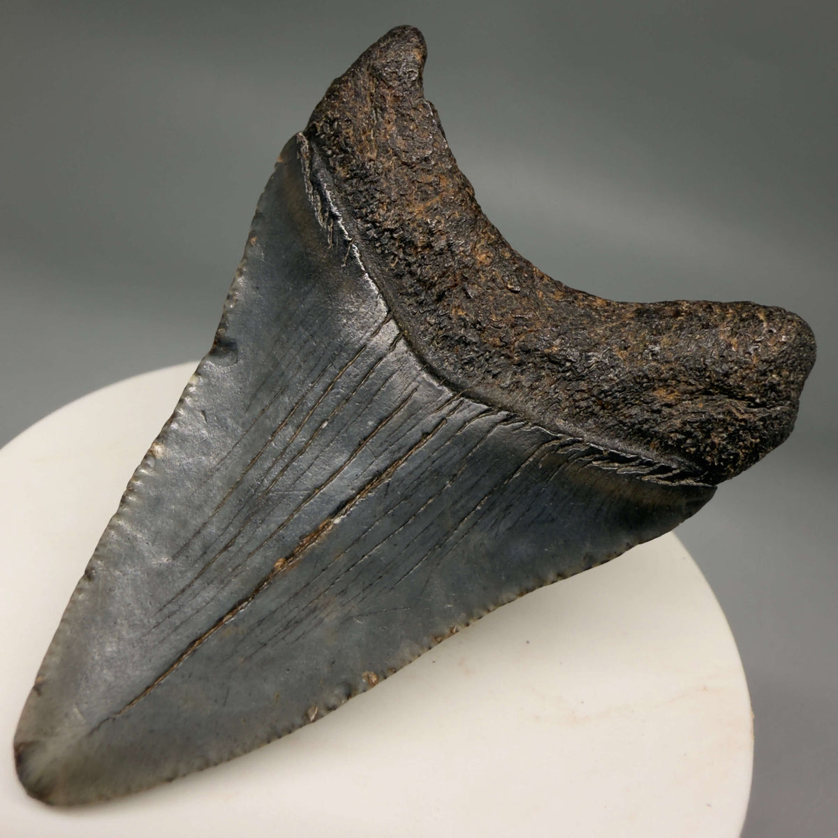 Back right View Dark colors 2.37" Fossil Megalodon Tooth – South Carolina River Find | Authentic megalodonteeth.com CM6690