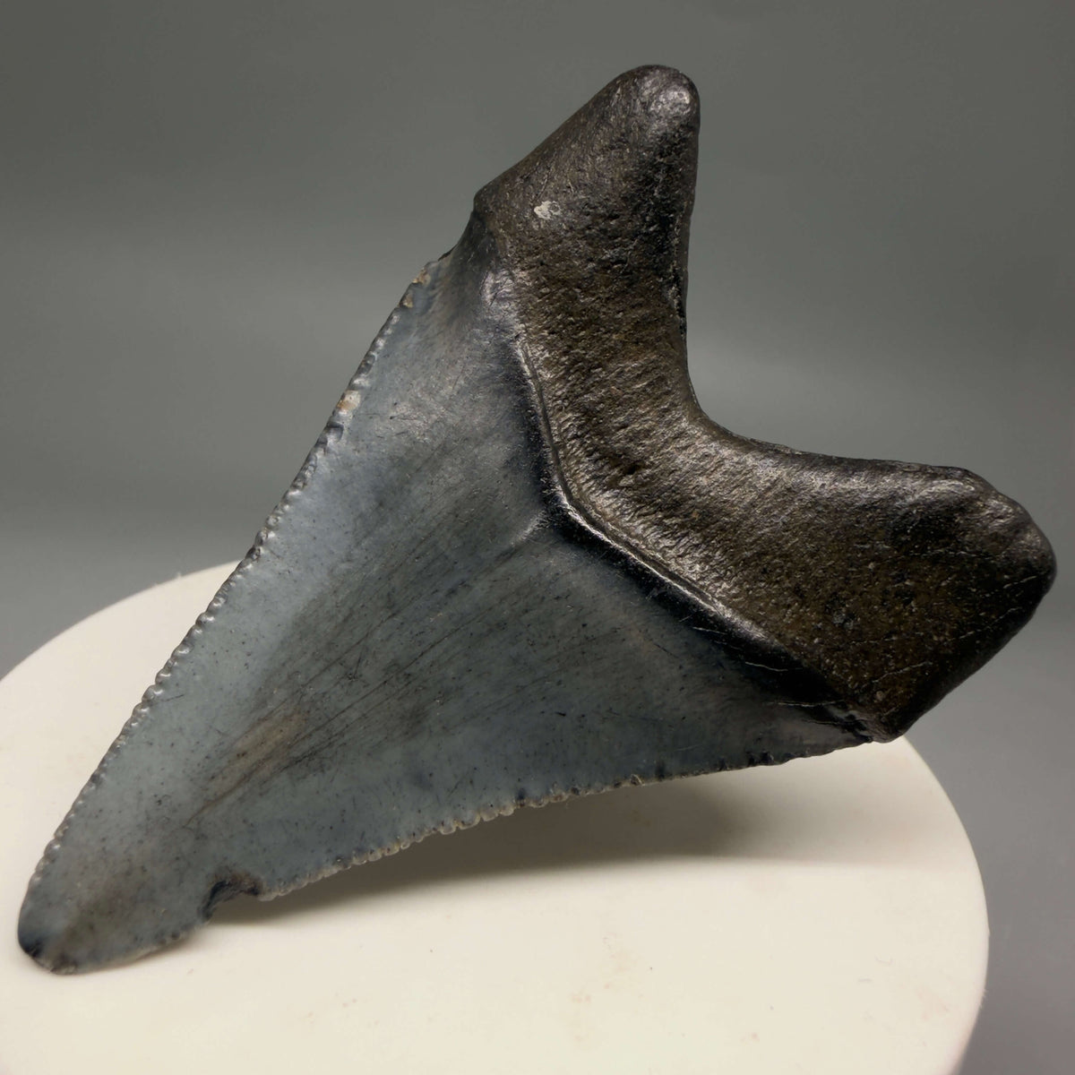 Back right View Heart-shaped, dark colored 2.40" Fossil Megalodon Tooth – South Carolina River Find | Authentic megalodonteeth.com CM6694