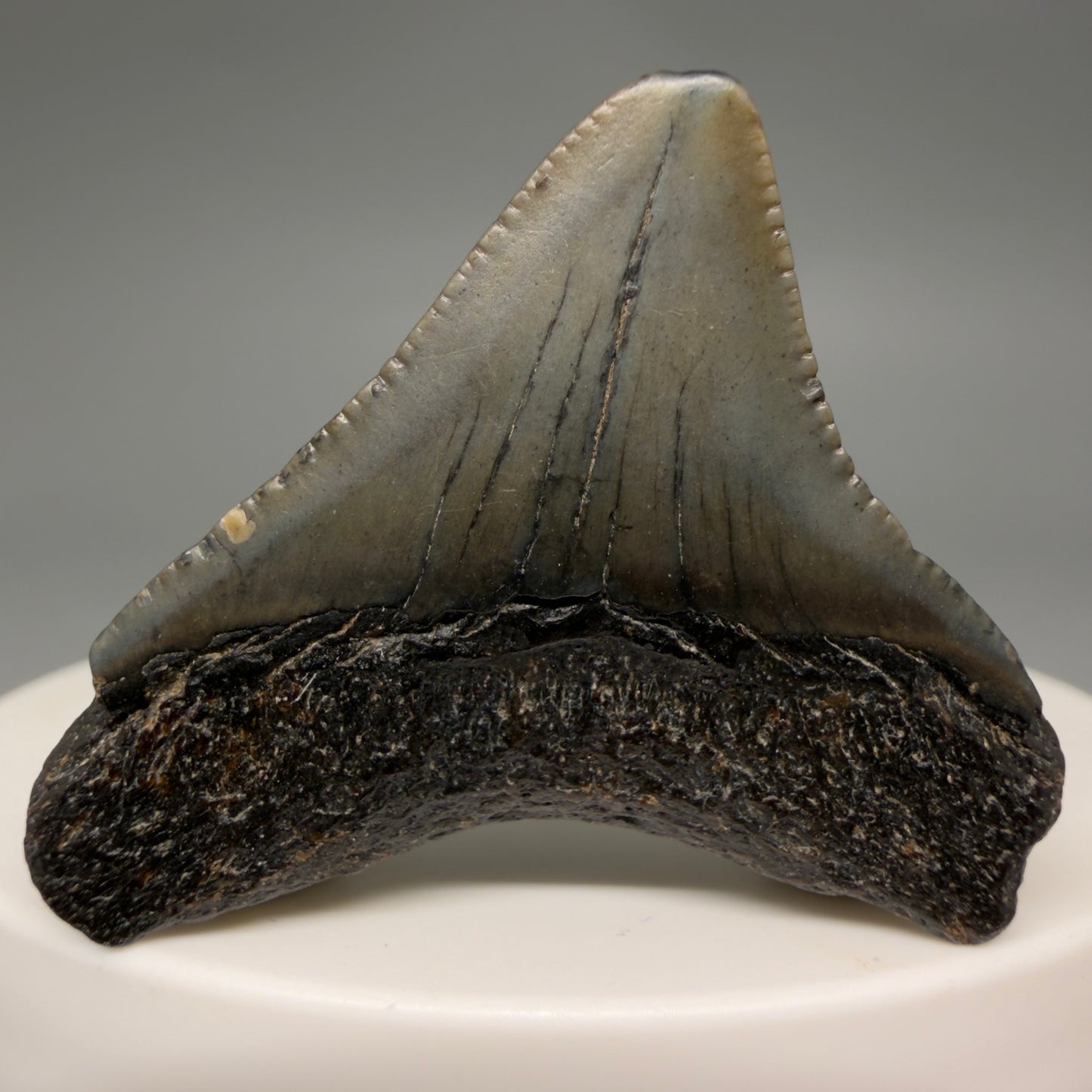 Back view Affordable 1.44" Colorful Fossil Megalodon Tooth – South Carolina River Find | Authentic megalodonteeth.com CM6535 