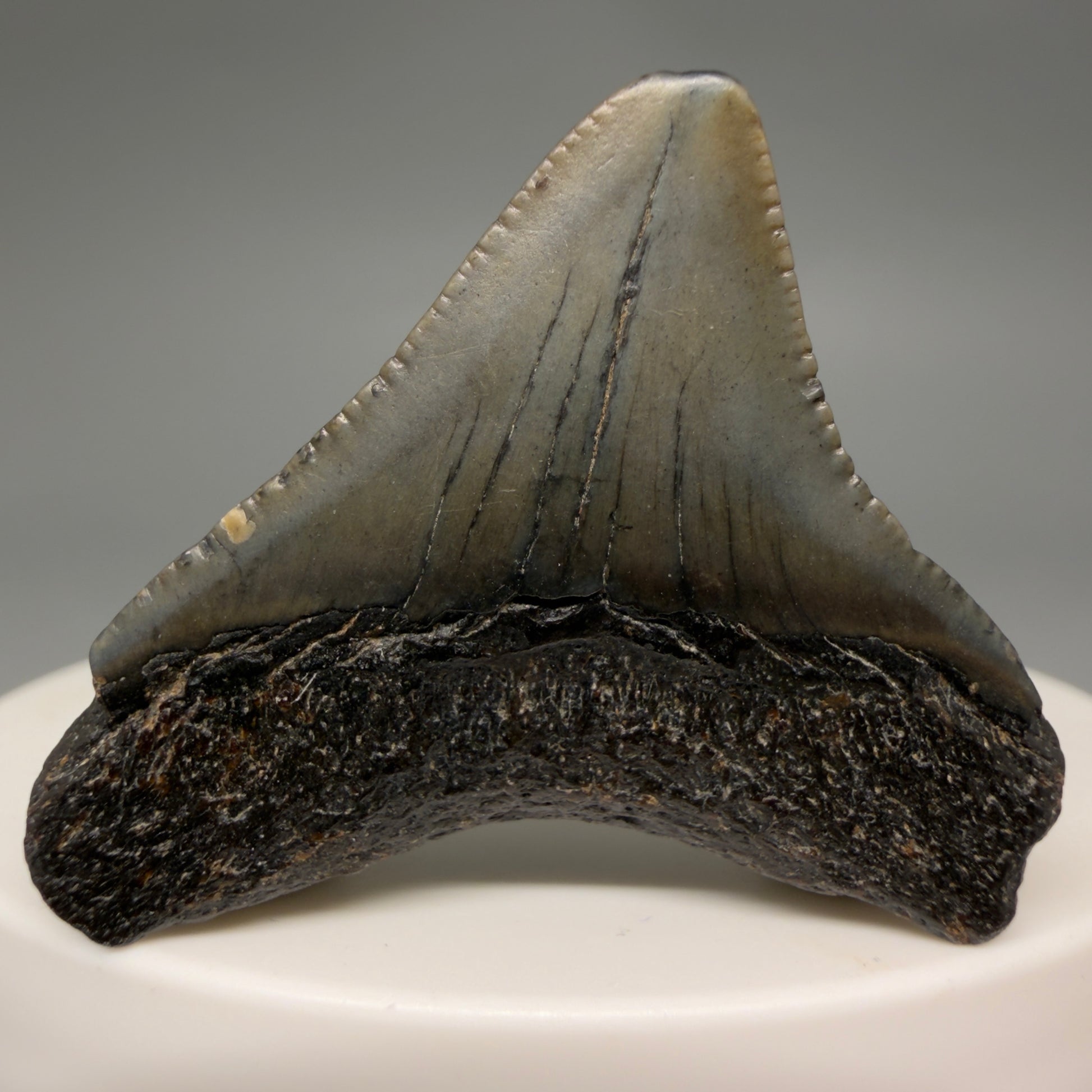 Back view Affordable 1.44" Colorful Fossil Megalodon Tooth – South Carolina River Find | Authentic megalodonteeth.com CM6535 