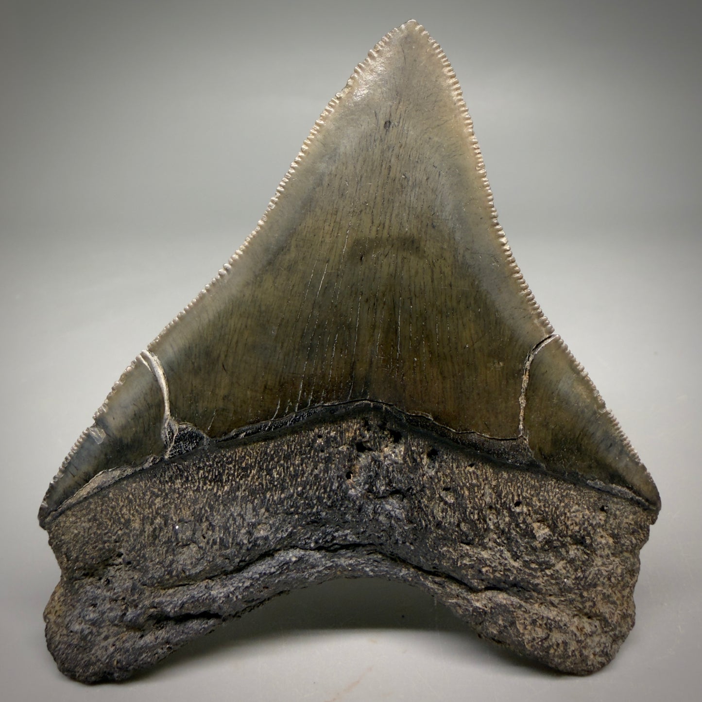 Back view Colorful lateral, sharply serrated 3.86" Fossil Megalodon Tooth from South Carolina megalodonteeth.com CM6572 