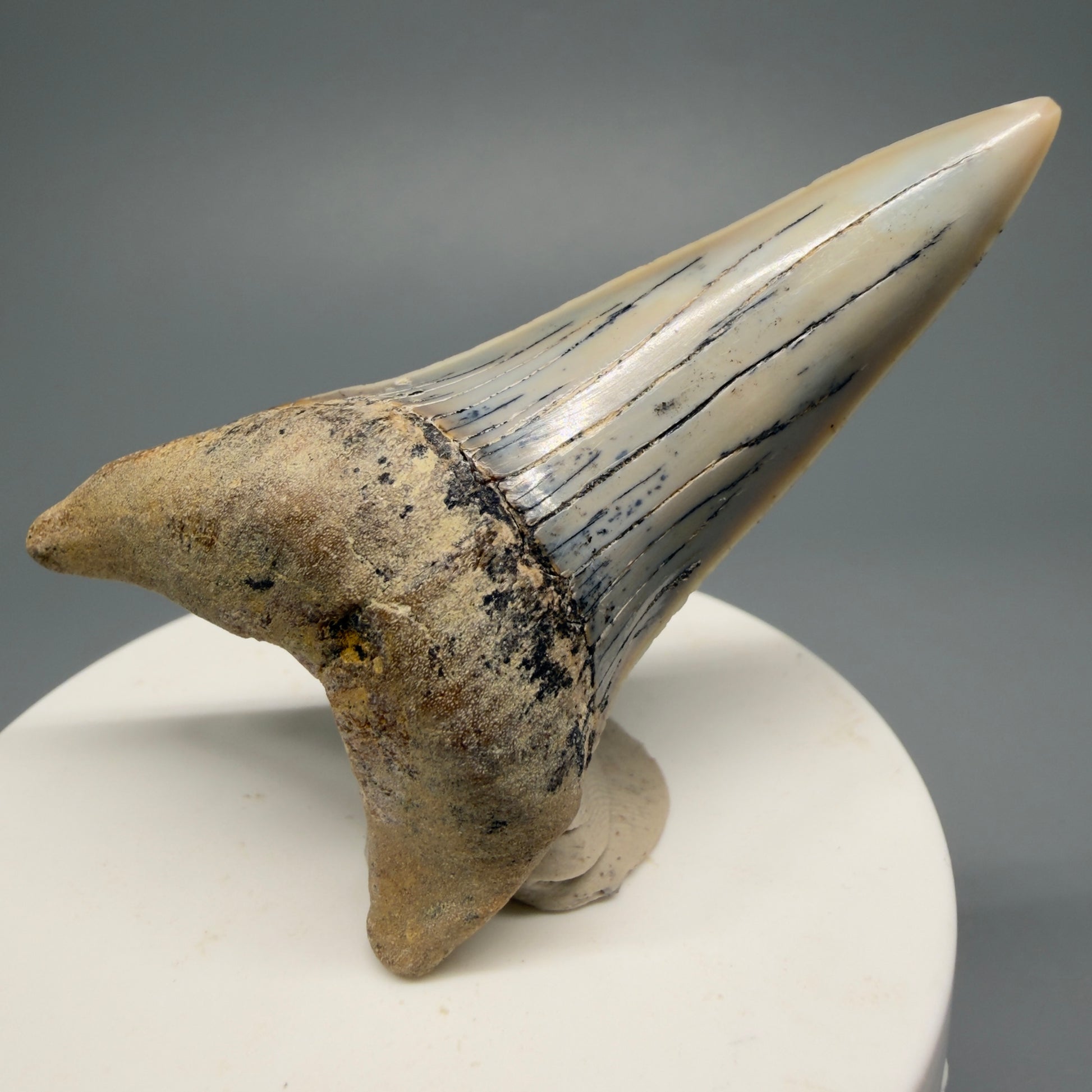 Beautiful colors and prints, Large lower 2.72" Fossil Extinct Mako - Isurus hastalis Shark Tooth - Bakersfield, CA M590 - Front
