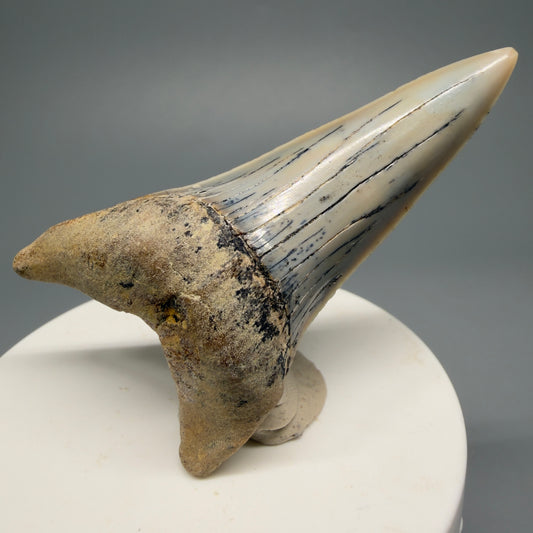 Beautiful colors and prints, Large lower 2.72" Fossil Extinct Mako - Isurus hastalis Shark Tooth - Bakersfield, CA M590 - Front