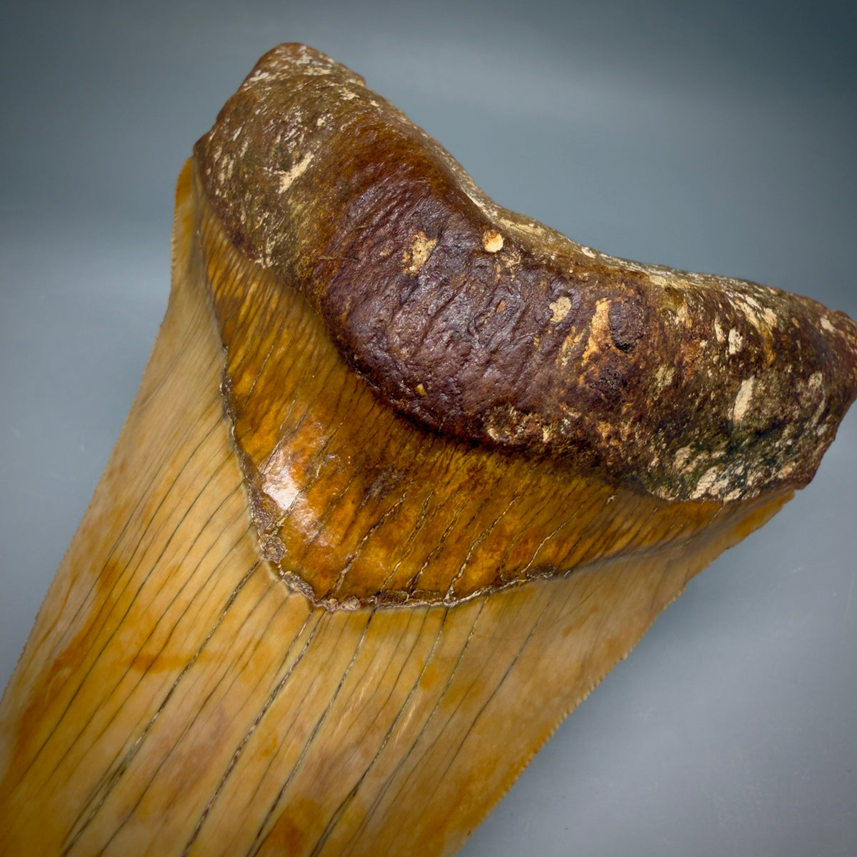 Bourlette Detail View Authentic, Collector's quality Lower 5.23″ Colorful Megalodon Tooth – West Java Indonesia megalodontooth.com CM6745 