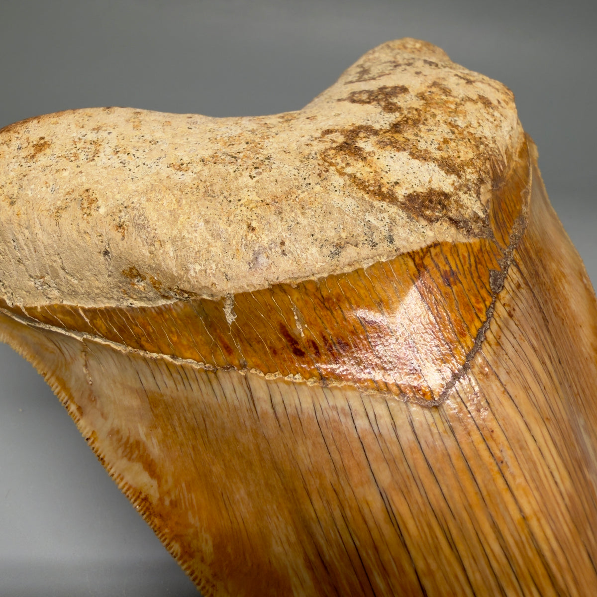 Bourlette Detail View Authentic, Collector's quality deformed 5.62″ Colorful Megalodon Tooth – West Java Indonesia megalodonteeth.com CM6747