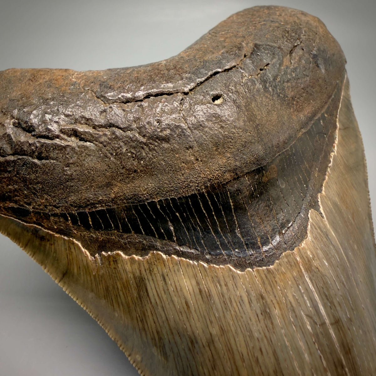 Bourlette Detail View Collector's Quality, heart-shaped 5.08" Fossil Megalodon Tooth - South Carolina megalodonteeth.com CM6703