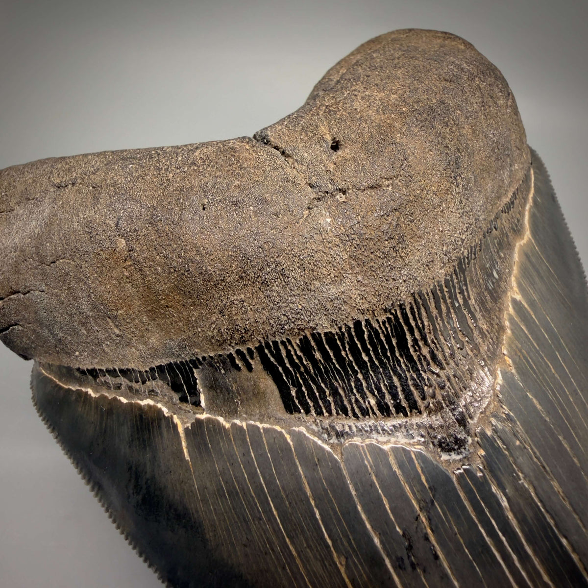 Bourlette Detail View Collector's Quality, heart-shaped 5.30" Fossil Megalodon Tooth - South Carolina megalodonteeth.com CM6705