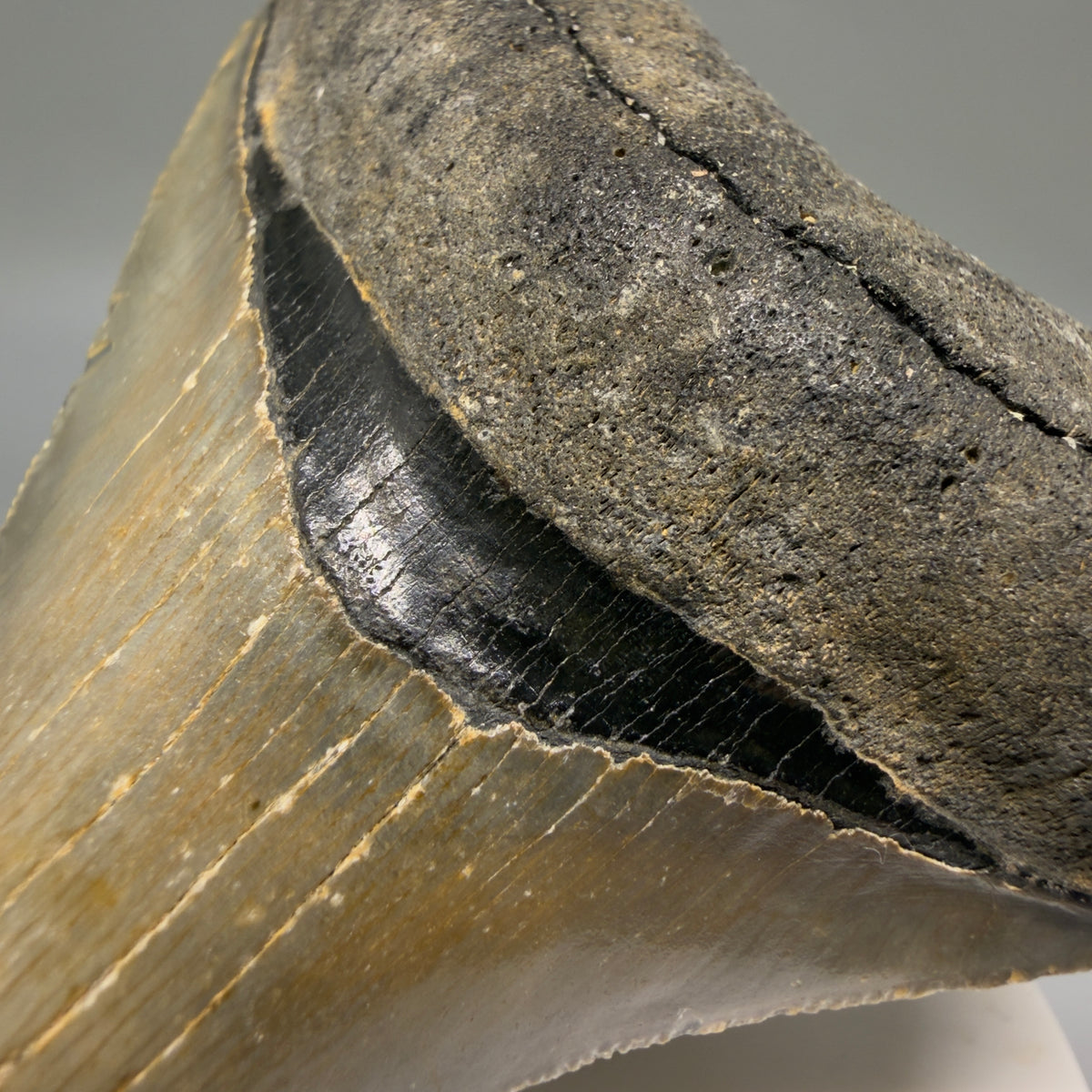 Bourlette Detail View Colorful 3.27" Fossil Megalodon Tooth from North Carolina - megalodonteeth.com CM6799