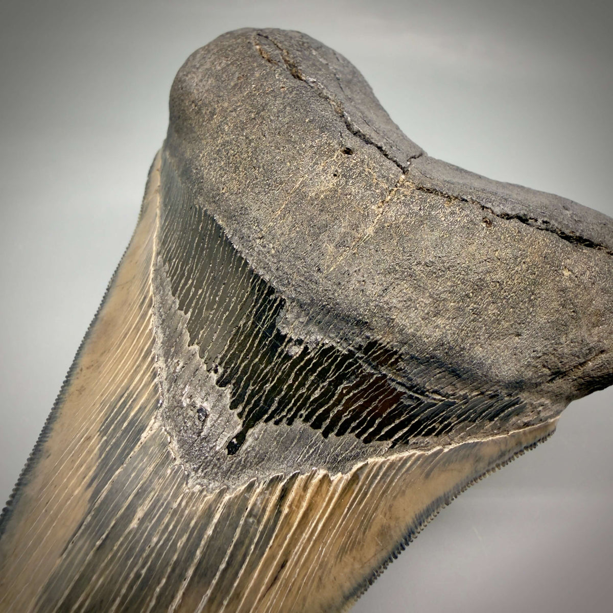 Bourlette Detail View Colorful lower, sharply serrated 5.33" Fossil Megalodon Tooth from South Carolina megalodonteeth.com CM6702