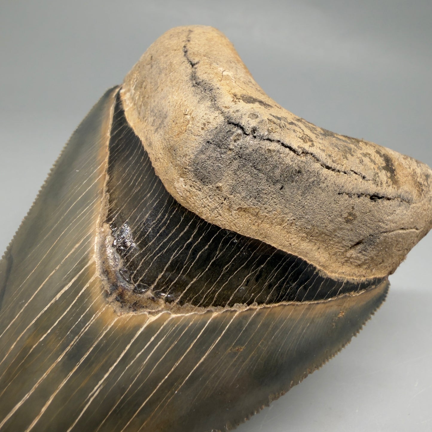 Bourlette Detail View Colorful, sharply serrated 4.13" Fossil Megalodon Tooth from Georgia, USA megalodonteeth.com CM6529