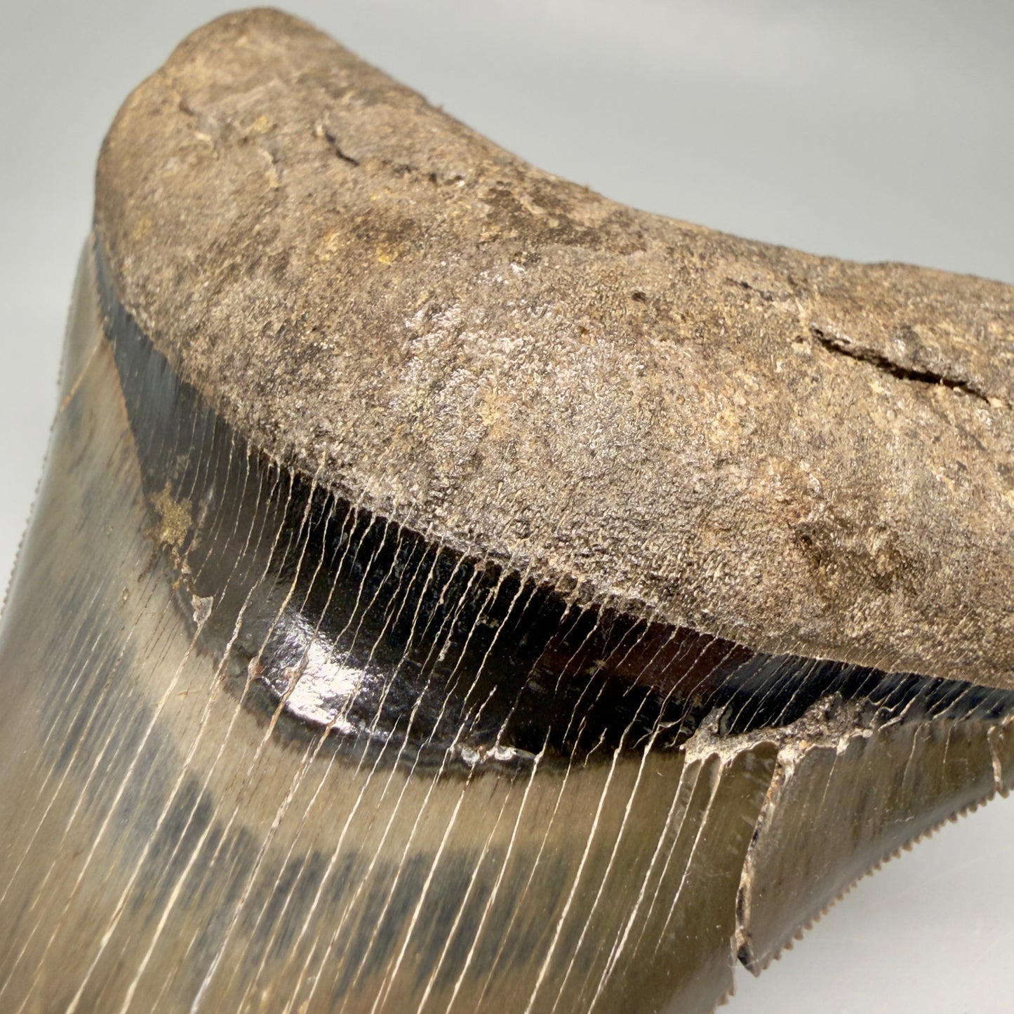 Bourlette Detail View Stellar Lower Lateral 4.67" Fossil Megalodon Shark Tooth - Georgia - Collector's Quality megalodonteeth.com CM6605