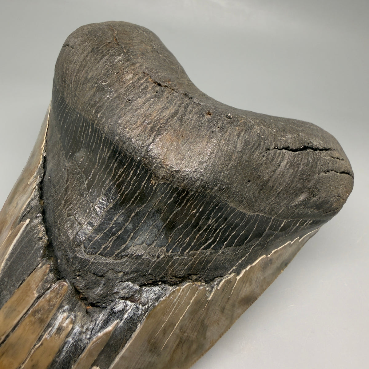 Bourlette detail View Beautiful, Deformed, serrated 5.56" Fossil Megalodon Tooth - South Carolina megalodonteeth.com CM6600