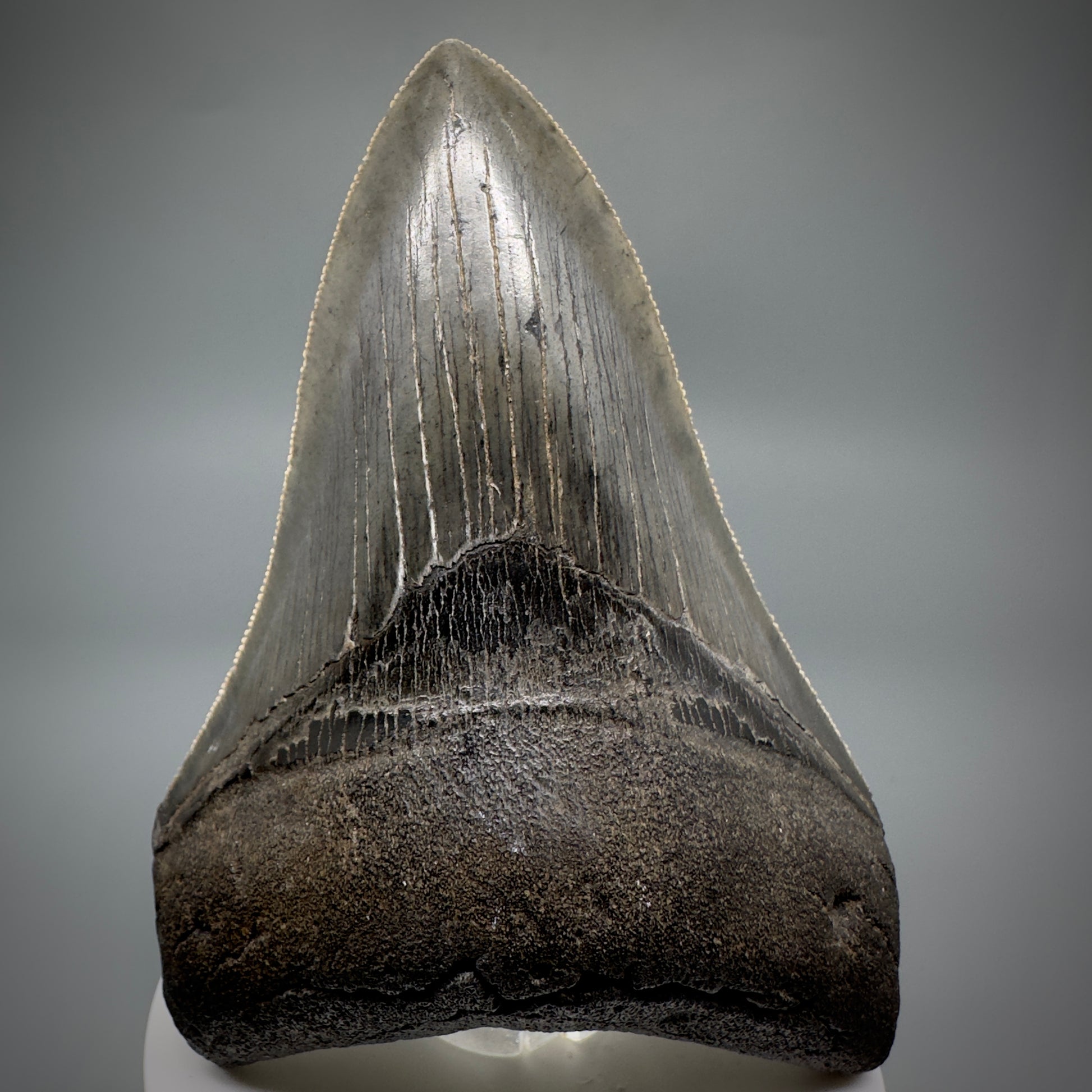 Collector's Quality Lower 4.04" Fossil Megalodon Tooth - South Carolina CM5286 - Front 