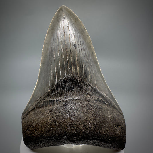 Collector's Quality Lower 4.04" Fossil Megalodon Tooth - South Carolina CM5286 - Front 