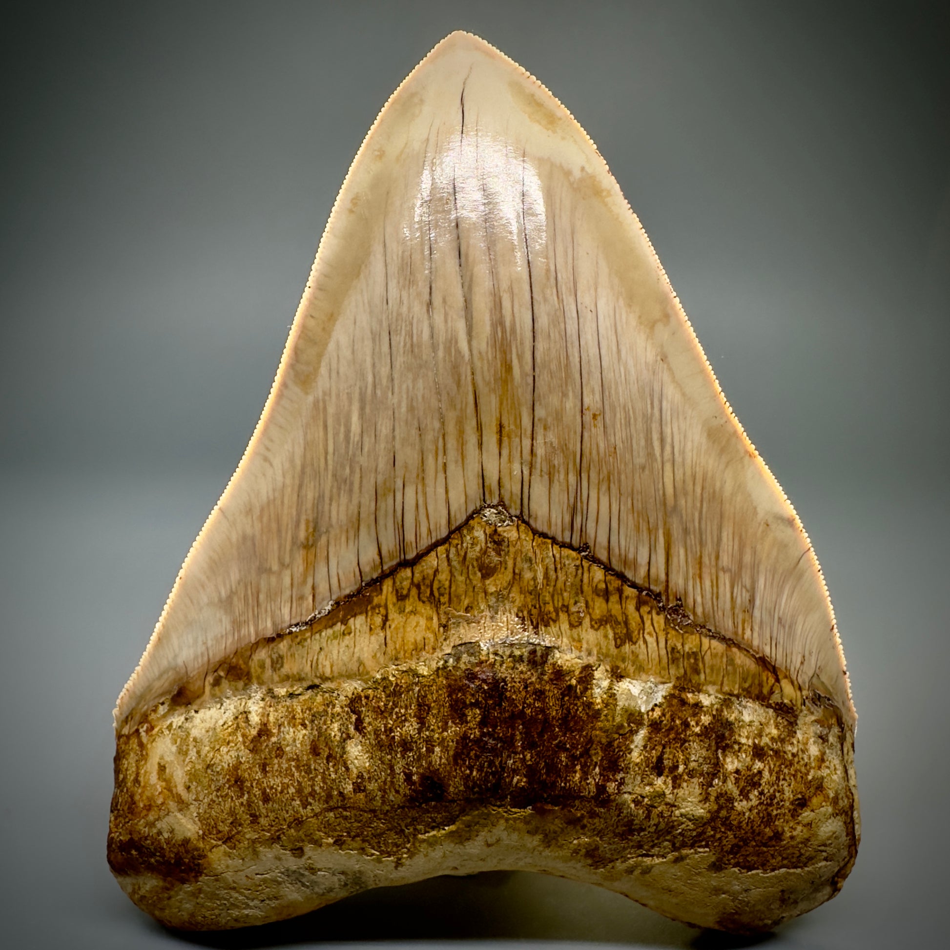 Collector's Quality, large GEM 5.13" Fossil Megalodon Shark Tooth from West Java, Indonesia CM5314 - Front