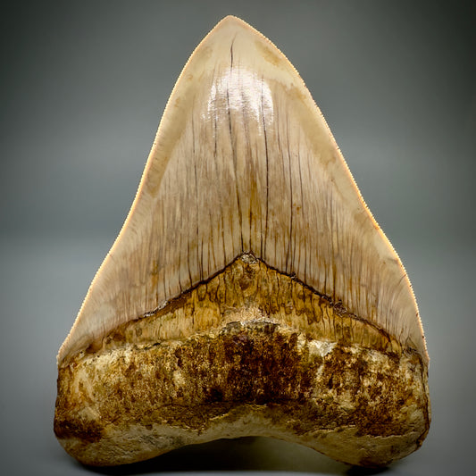 Collector's Quality, large GEM 5.13" Fossil Megalodon Shark Tooth from West Java, Indonesia CM5314 - Front