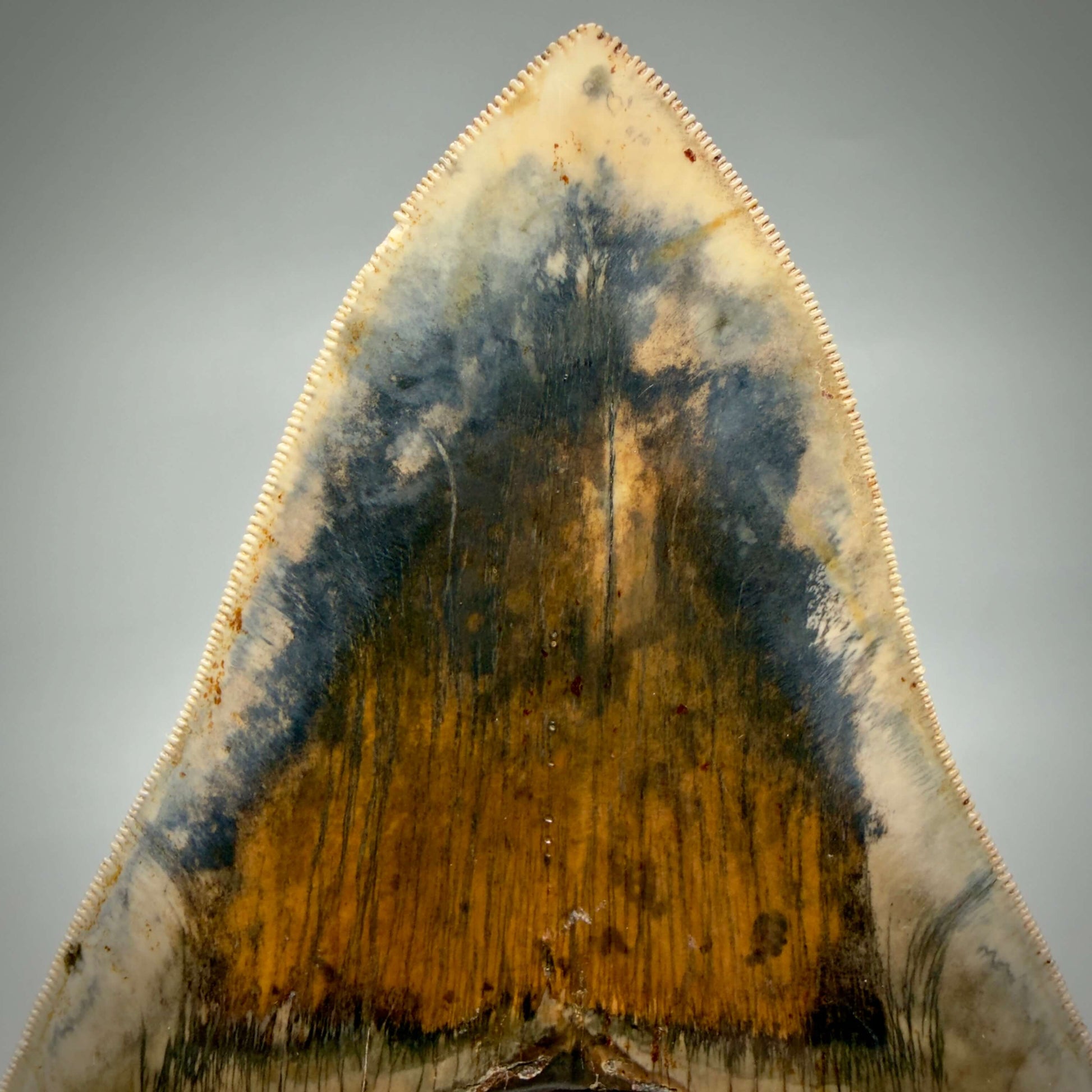 Color details View Authentic, Collector's quality 5.25″ Colorful Megalodon Tooth – West Java Indonesia MJ181