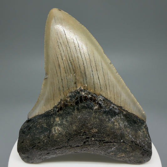 Front View Colorful 3.16" Fossil Megalodon Tooth from North Carolina - megalodonteeth.com CM5982