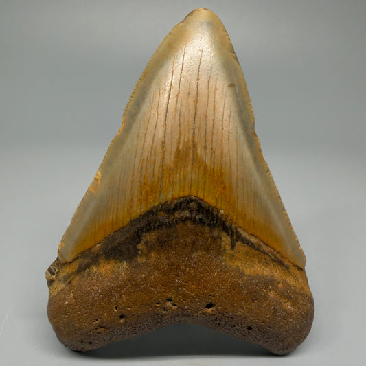 Colorful 3.67" Fossil Megalodon Tooth from North Carolina CM5386 - Front