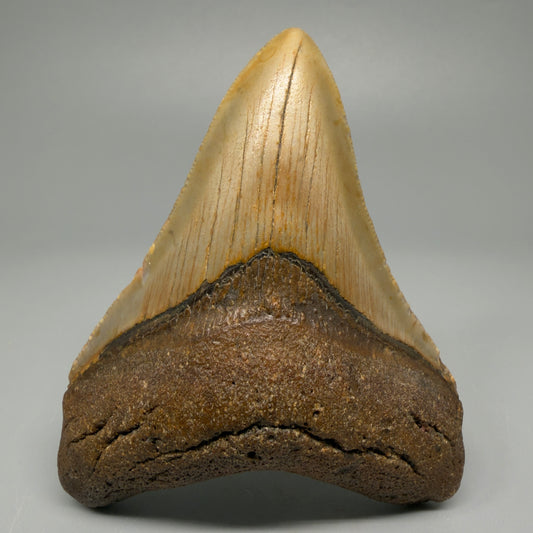 Colorful 3.68" Fossil Megalodon Tooth from North Carolina CM5389 - Front