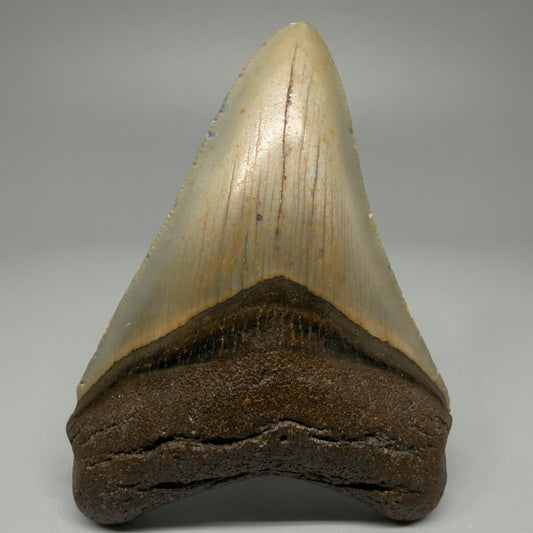 Colorful 3.87" Fossil Megalodon Tooth from North Carolina CM5390 - Front