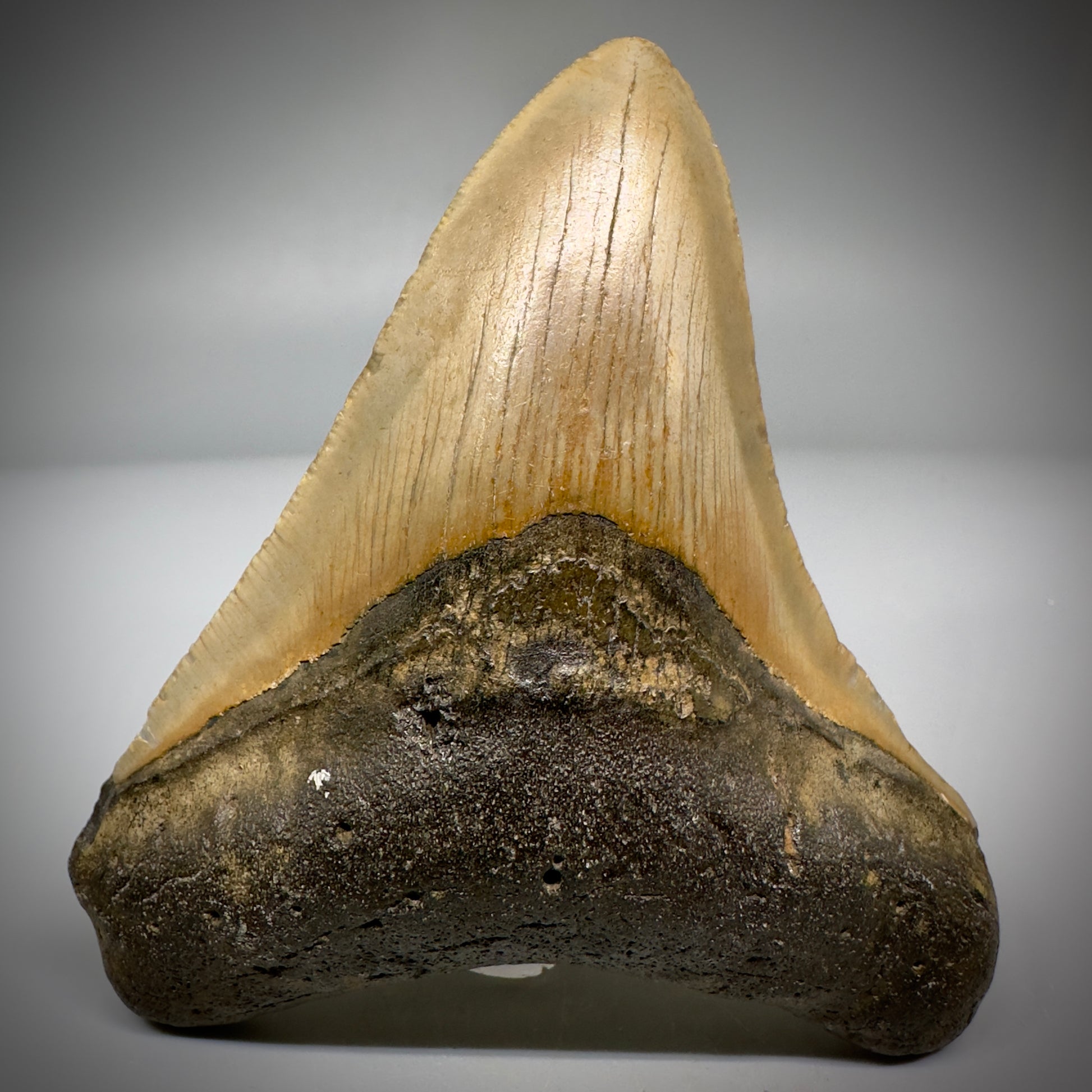 Colorful 3.97" Fossil Megalodon Tooth from North Carolina CM5294 - Front