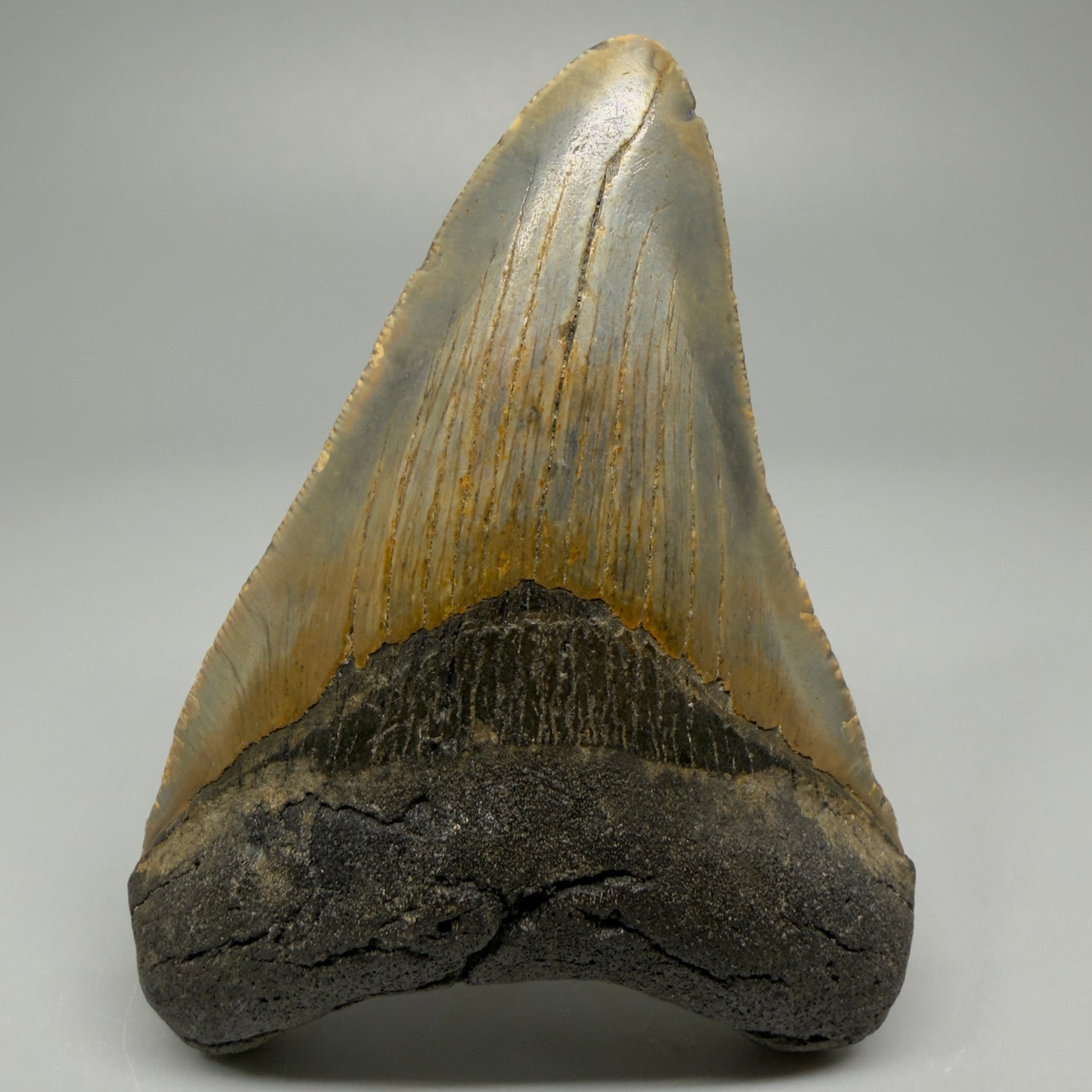 Colorful 3.97" Fossil Megalodon Tooth from North Carolina CM5391 - Front