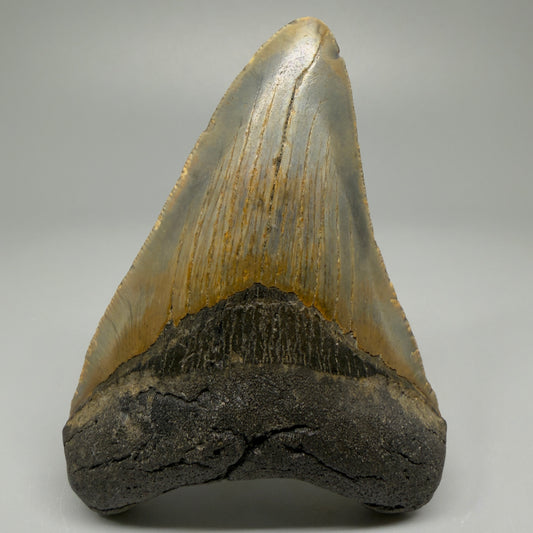 Colorful 3.97" Fossil Megalodon Tooth from North Carolina CM5391 - Front