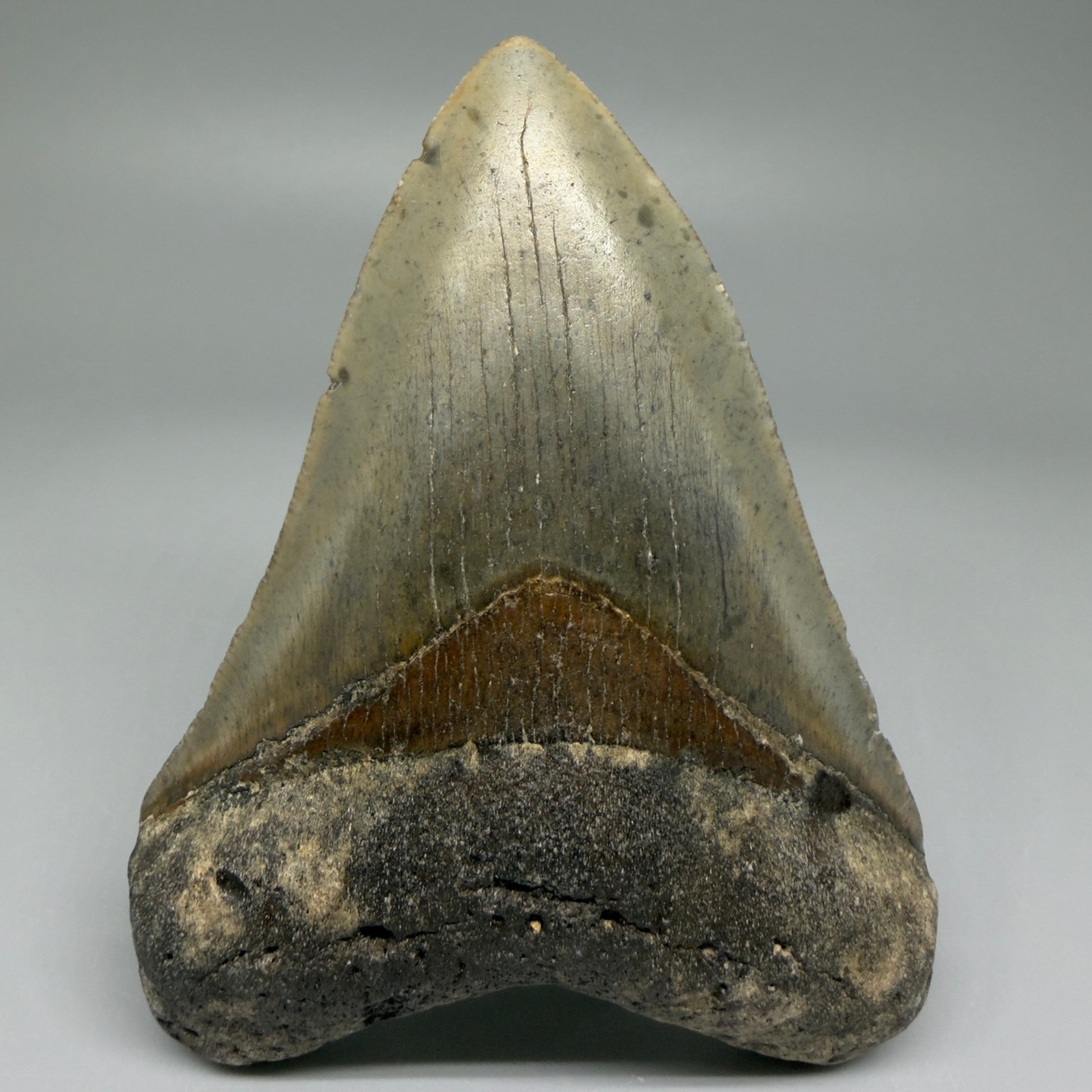Front View Colorful 4.17" Authentic Megalodon Tooth – North Carolina Fossil | Carcharocles megalodon CM5474