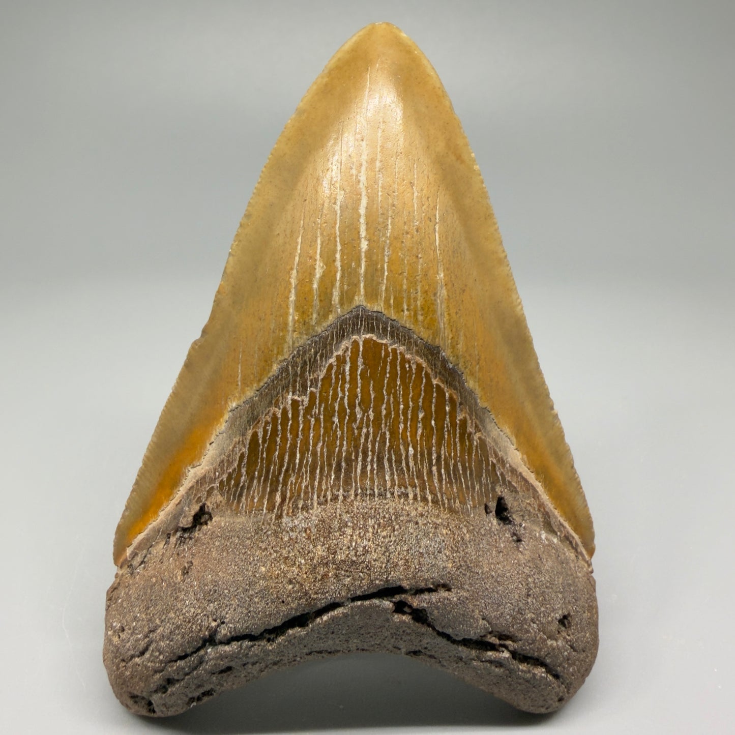 Colorful 4.17" Fossil Megalodon Shark Tooth - North Carolina CM5358 - Front
