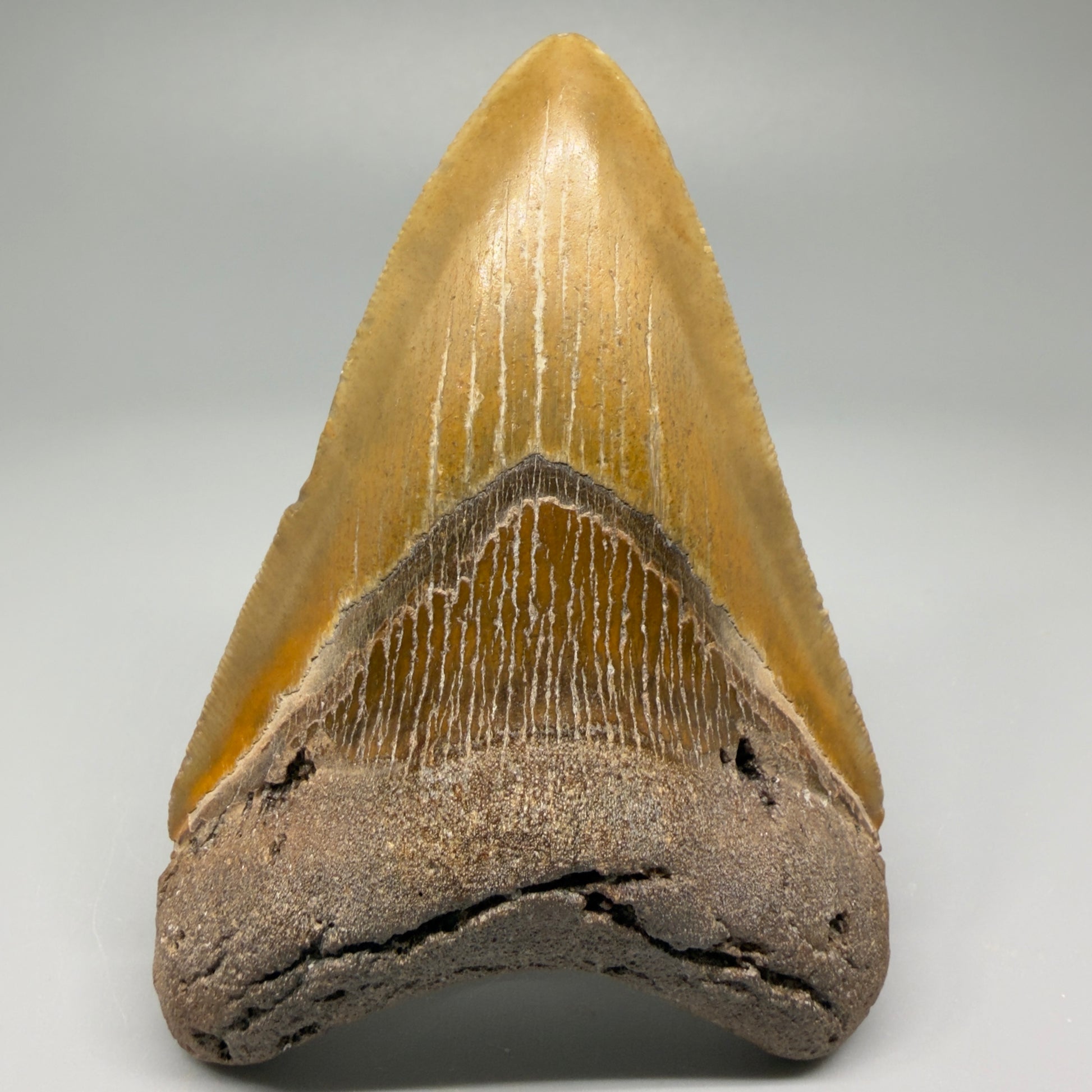 Colorful 4.17" Fossil Megalodon Shark Tooth - North Carolina CM5358 - Front