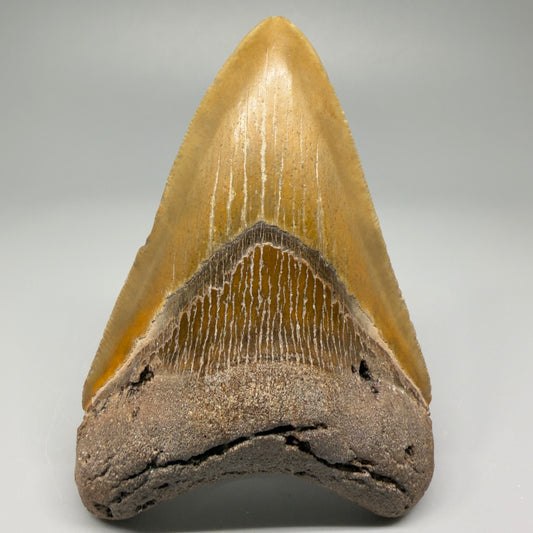 Colorful 4.17" Fossil Megalodon Shark Tooth - North Carolina CM5358 - Front