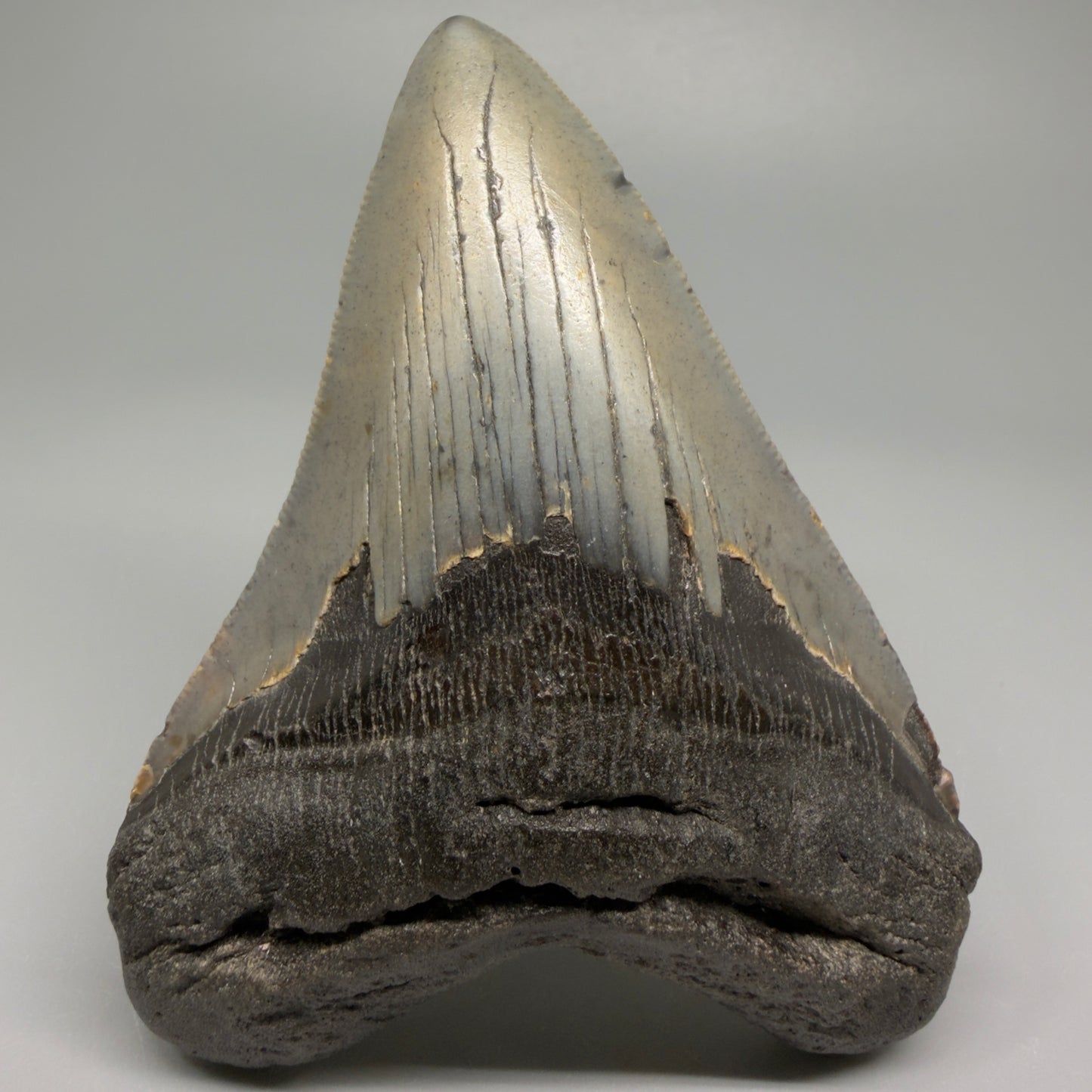 Colorful 4.39" Fossil Megalodon Shark Tooth - North Carolina CM5361 - Front 