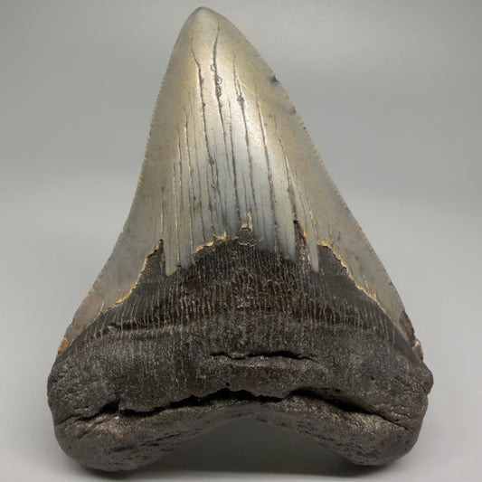 Colorful 4.39" Fossil Megalodon Shark Tooth - North Carolina CM5361 - Front 