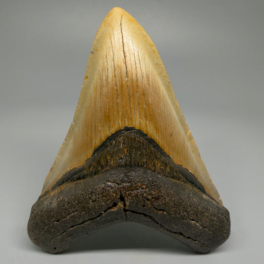 Colorful 4.43" Fossil Megalodon Shark Tooth - North Carolina CM5362 - Front