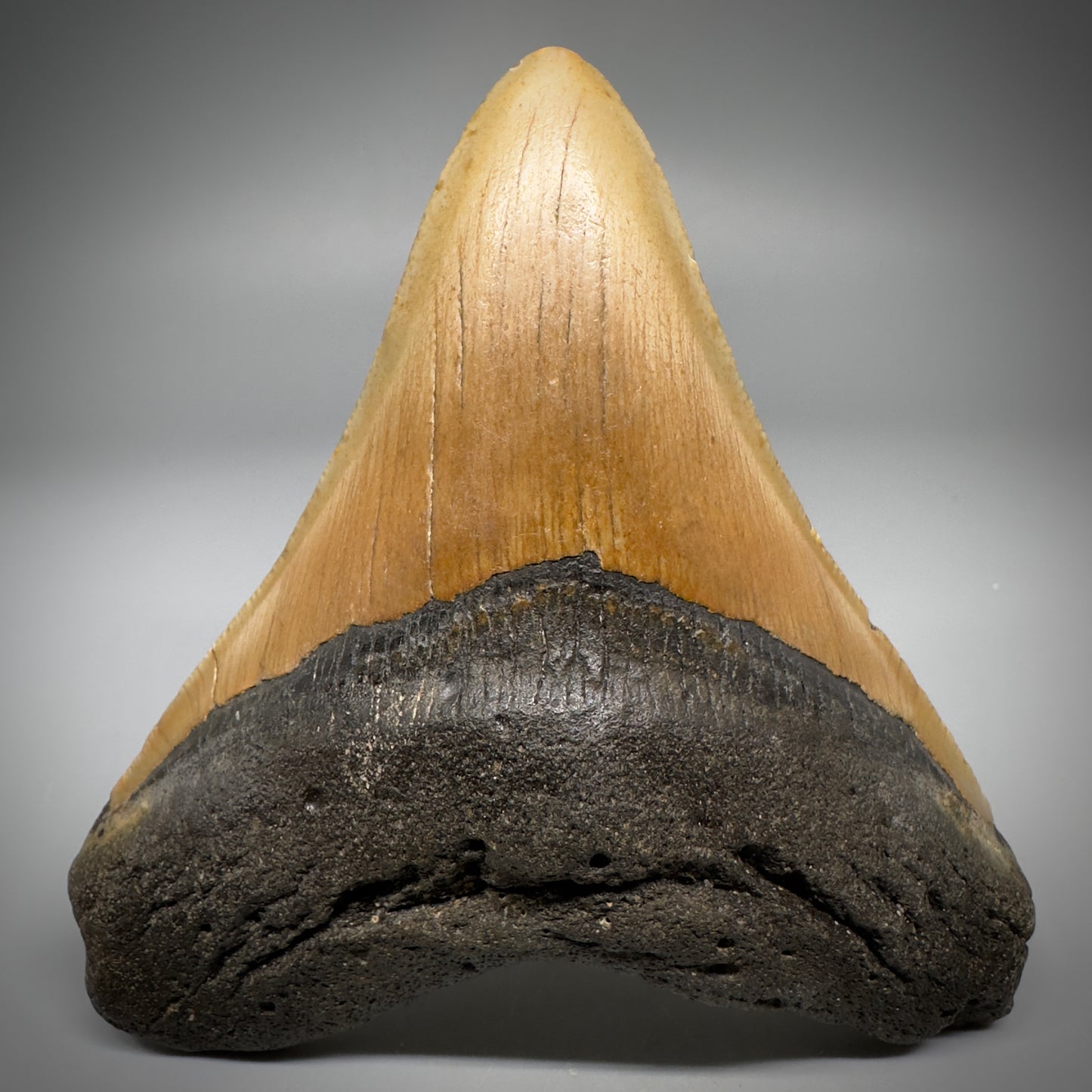 Colorful, complete 4.28" Fossil Megalodon Tooth from North Carolina CM5297 - Front