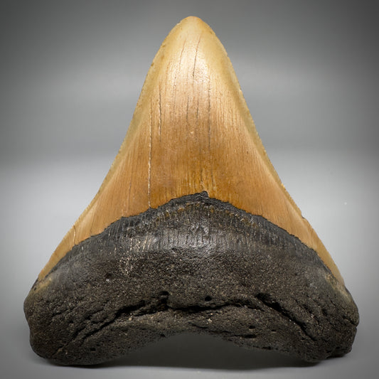 Colorful, complete 4.28" Fossil Megalodon Tooth from North Carolina CM5297 - Front