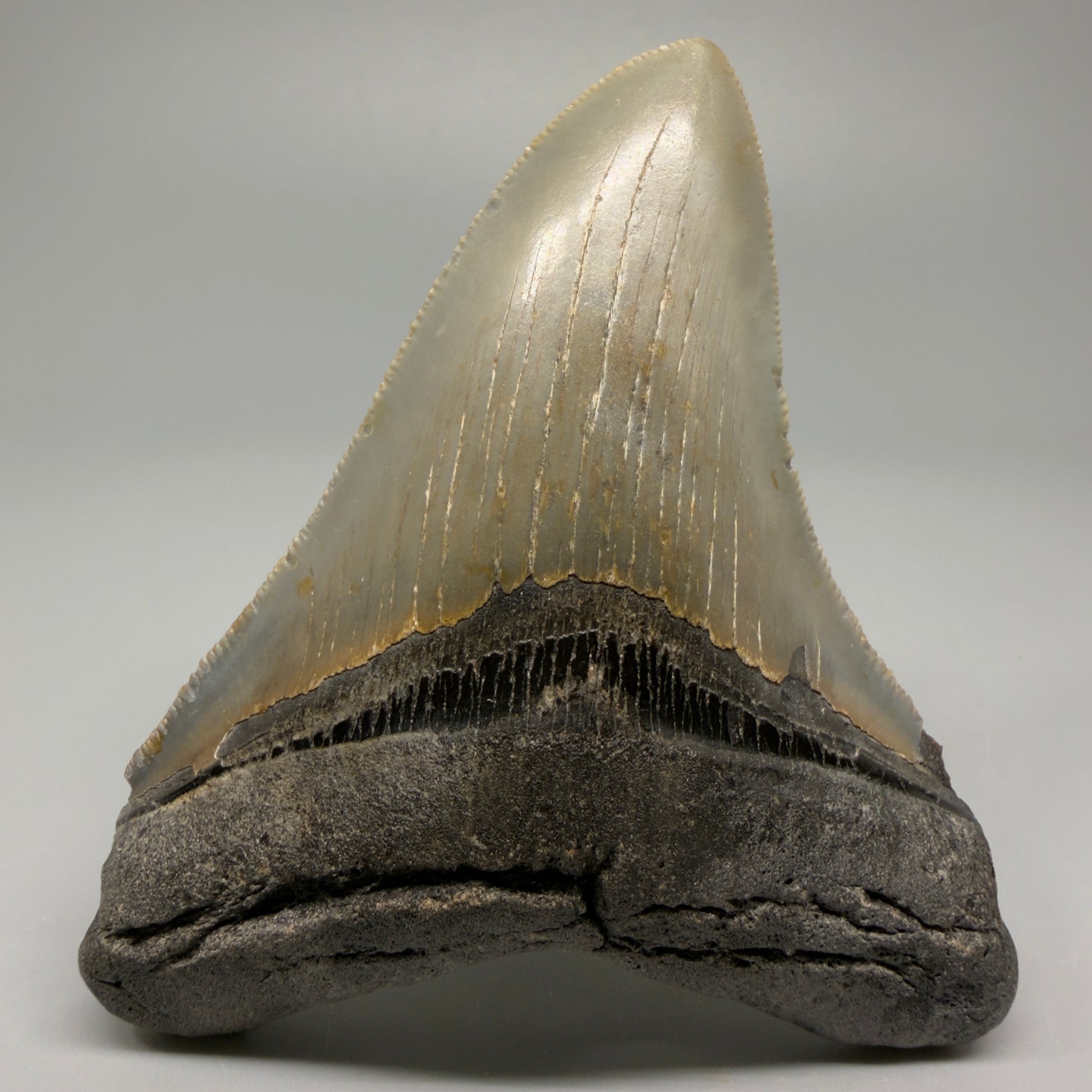 Colorful, decently serrated 4.22" Fossil Megalodon Tooth - North Carolina CM5359 - Front