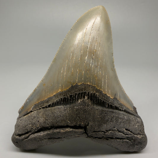 Colorful, decently serrated 4.22" Fossil Megalodon Tooth - North Carolina CM5359 - Front