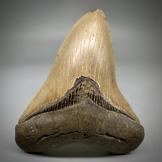 Colorful, decently serrated 4.91" Fossil Megalodon Tooth - North Carolina CM5298 - Front