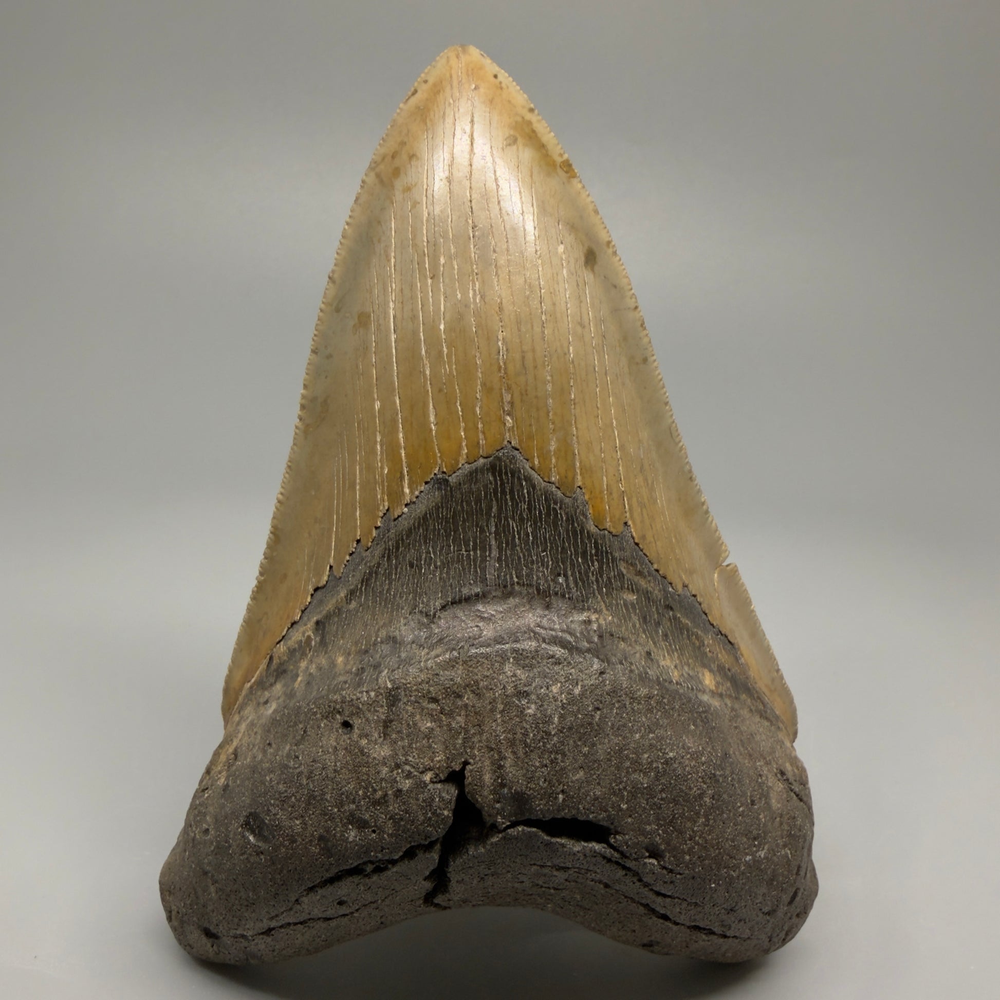Colorful, decently serrated lower 4.96" Fossil Megalodon Tooth - North Carolina CM5366 - Front