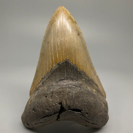 Colorful, decently serrated lower 4.96" Fossil Megalodon Tooth - North Carolina CM5366 - Front