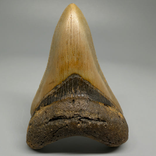 Colorful lower 3.72" Fossil Megalodon Tooth from North Carolina CM537 - Front