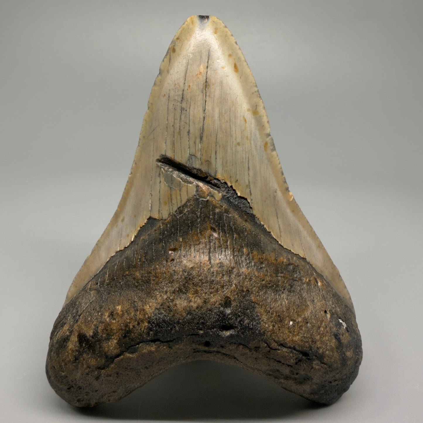 Colorful lower with bite mark 4.31" Fossil Megalodon Shark Tooth - North Carolina CM5360 - Front 