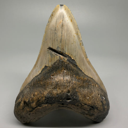 Colorful lower with bite mark 4.31" Fossil Megalodon Shark Tooth - North Carolina CM5360 - Front 