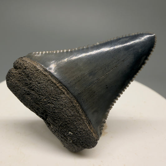 Colorful, sharply serrated 1.44" Fossil Great White Shark Tooth - South Carolina GW1228 - Front 