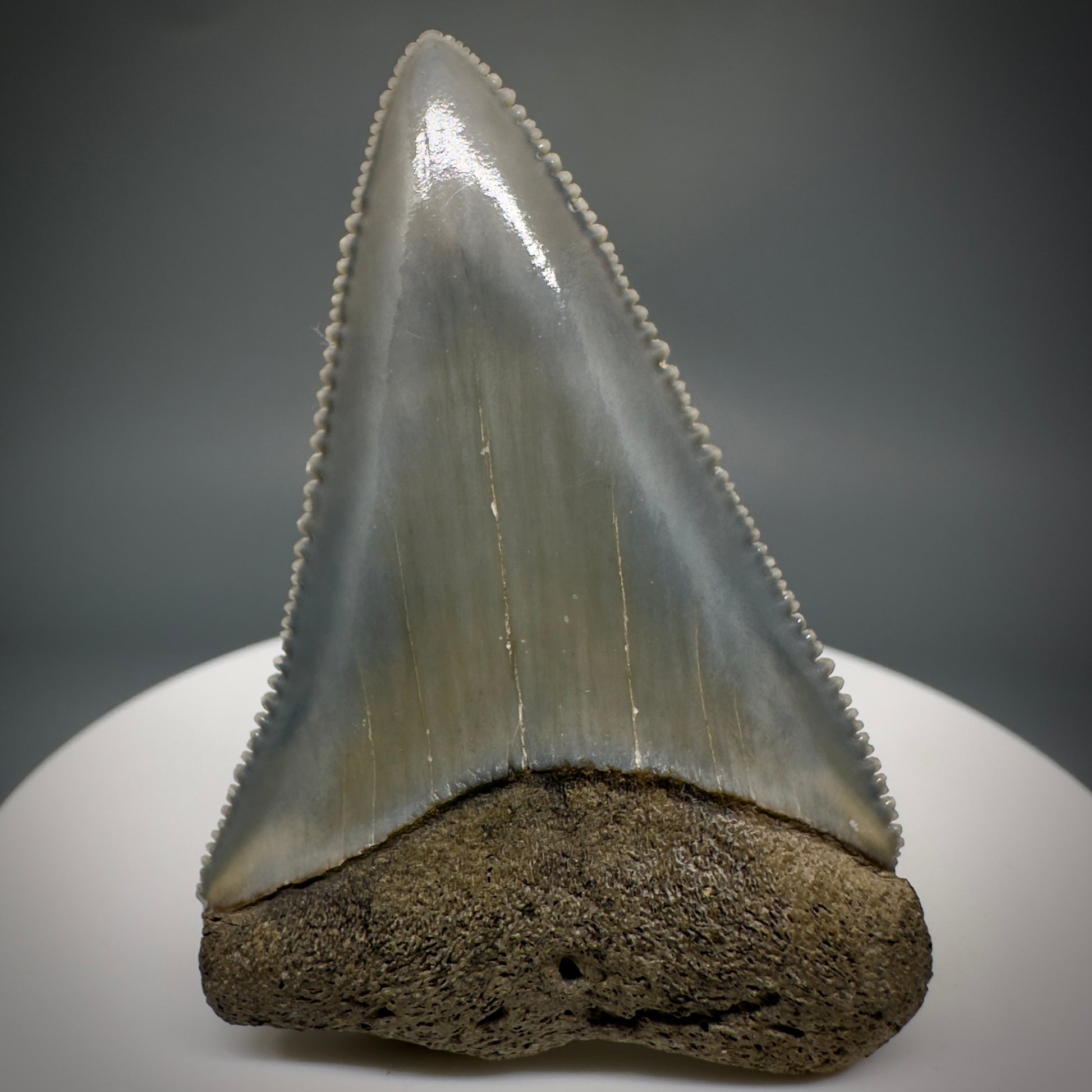 Colorful, sharply serrated 1.99" Fossil Great White Tooth from Sarasota, Florida GW1227 - Front