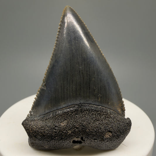 Colorful, sharply serrated 2.04" Fossil Great White Shark Tooth - South Carolina GW1230 - Front